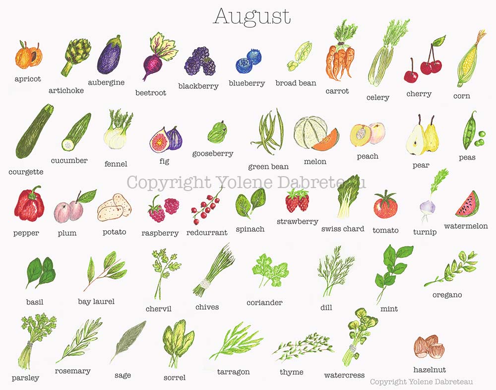 Seasonal fruit and vegetables calendar for the month of August
