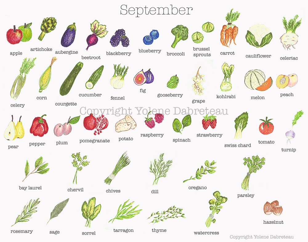 Seasonal fruit and vegetables calendar for the month of September